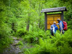 Zahlreiche Infotafeln bieten im Gelände spannende Fakten über den wilden Wald. Foto: Daniela Blöchinger