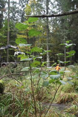 An der Deffernik bei Zwieslerwaldhaus sowie am Großen Regen bei Bayerisch Eisenstein
fanden Maßnahmen zur Förderung der Grau-Erlen statt. Foto: Michael Pscheidl/Nationalpark Bayerischer Wald