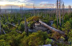 Zusammen mit dem Nationalpark Bayerischer Wald bildet der Nationalpark Šumava mittlerweile eine grenzüberschreitende Wald-Wildnis, die größte in Mitteleuropa. Foto: Tomáš Camra