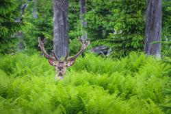 Einige Wildschutzgebiete sind im Frühling für Wanderer zum Schutz der Rothirsche gesperrt. In diesen Fällen sind Umleitungen ausgeschildert. Foto: Rainer Simonis