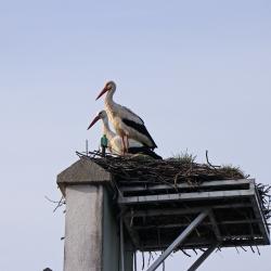Das Storchenpaar, welches seit dem letzten April-Wochenende 2021 das Nest auf dem Dach der Grafenauer Nationalparkverwaltung besiedelt hat. Foto: Gregor Wolf