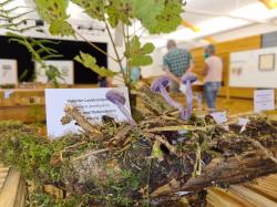 Insgesamt konnten 200 Pilzarten bei der Ausstellung bestaunt werden.