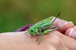 Welchen Wert hat die Natur? Diese und andere ergebnisoffene Fragen spieler immer wieder eine Rolle im Nationalpark-Führungsprogramm. Foto: Gregor Wolf