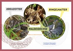 Diese drei Arten leben auf den Inseln: Kreuzotter, Waldeidechse und Ringelnatter. Fotos: Michael Pscheidl, Rainer Simonis - Grafik: Annemarie Schmeller