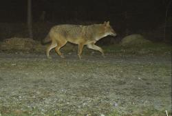 Am 26. April 2021 tappte ein Goldschakal bei Bayerisch Eisenstein in eine Wildkamera des Nationalparks. (Foto: NPV BW)