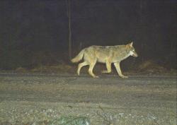 Wölfe werden in den Nationalparks Bayerischer Wald und Šumava unter anderem mittels Fotofallen beobachtet. Die Bestimmung einzelner Individuen ist jedoch nur durch genetische Untersuchungen möglich. (Foto: NPV BW)