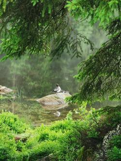 Am Rachelsee konnte 2021 erstmals die erfolgreiche Brut von Schellenten nachgewiesen werden. (Foto: Kristin Biebl/Nationalpark Bayerischer Wald)