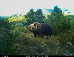 Neben vielen anderen Tierarten streifen auch Braunbären durch den Nationalpark Prespa, wie dieses Kamerafallenbild eindeutig beweist. Foto: Transboundary Biosphere Reserve Prespa