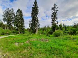 Der Bayerische Landtag hat der Erweiterung des Nationalparks Bayerischer Wald nahe der Gemeinde Mauth zugestimmt. Die Flächen im Erweiterungsgebiet sind naturschutzfachlich sehr wertvoll. (Foto: Nationalpark Bayerischer Wald)