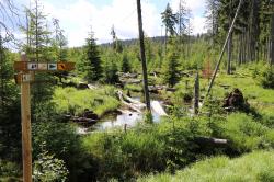 Im Nationalpark hat der Biber grundsätzlich Vorrang, bei überschwemmten Wegen werden Bohlenstege gebaut oder Wanderrouten verlegt. (Foto: NPV BW)