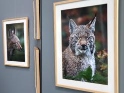Im Haus zur Wildnis werden im Rahmen der Gemeinschaftsausstellung Luchsfotos von teilweise internationalen Fotografen ausgestellt. Besucher können über ihr Lieblingsbild abstimmen. (Foto: NPV Bayerischer Wald)