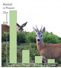 Diese Grafik zeigt die prozentuale Wahrscheinlichkeit für Rehfraß in Abhängigkeit von der Anzahl der vor Ort experimentell ausgebrachten Baumkronen.