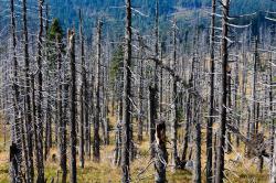 Die im letzten Jahrhundert mit Fichten aufgeforsteten Flächen im Bayerwald boten dem Borkenkäfer in den 1990er Jahren ein Überangebot an Nahrung, wodurch Wälder großflächig abgestorben sind.