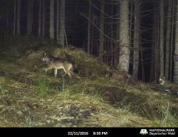 2016 konnte eine Fotofalle im Nationalpark zwei Wölfe fotografieren. Die Polin und der Italiener wurden ein Paar und zeugten 2017 den seit 150 Jahren ersten Wolfsnachwuchs in Bayern.