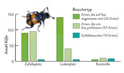 Viele Arten sind auf die Ressource Aas angewiesen. Foto: Heiko Bellmann