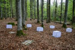Im Nationalpark Bayerischer Wald wurde für die Studie Totholz ausgelegt. Foto: Sebastian Seibold
