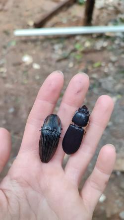 In den Totholzstämmen konnten verschiedenste Käfer, wie ein Schnellkäfer (Elateridae, links) und ein Zuckerkäfer (Passalidae, rechts), gefunden werden. Foto: Annika Busse