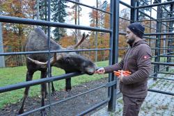 Christoph Wagner lockt den Elchbullen mit einem Leckerli zum Zaun.