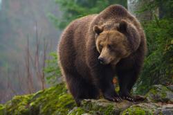Im Tier-Freigelände gibt’s unter anderem Braunbären, ...