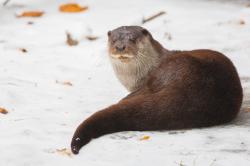 ... und Fischotter zu sehen. Fotos: Sascha Rösner, Patrik Stanek, Nationalpark Bayerischer Wald