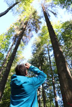 Nationalpark-Förster Helmut Kustermann prüft unter anderem mit dem Fernglas, ob in Bäumen, die gefällt werden müssen, Nisthöhlen vorhanden sind. (Foto: NPV)