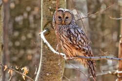 Wenn in Gebieten Habichtskäuze vorkommen, muss beim Waldmanagement sensibel vorgegangen werden. (Foto: NPV)