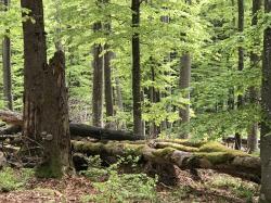 Buchenwälder gehören zu den natura-2000-Schutzgütern. (Foto: NPV)