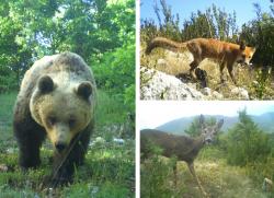 Verschiedenste Tierarten konnten von den Fotofallen, die im Nationalpark Prespa aufgestellt wurden, erfasst werden.