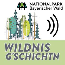 Die Podcast Serie nimmt die Zuhörer mit auf erlebnisreiche Wanderungen zu den schönsten Ausflugszielen im Nationalpark Bayerischer Wald. Grafik: NPV