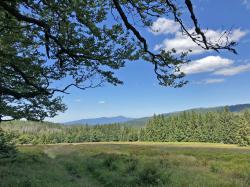 Nur an wenigen Stellen im Nationalpark sind Mondrauten nachgewiesen, dazu zählen einige der Schachten.