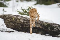 Luchs. Foto: Wolfgang Lorenz