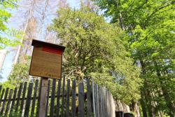 Zaun zum Schutz von Eiben-Verbiss mit altem Baumindividuum im Zentrum.