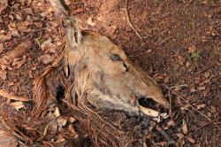 Fortgeschrittene Aas-Verwesung im Nationalpark.