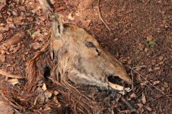 Fortgeschrittene Aas-Verwesung im Nationalpark.