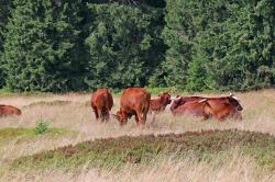 Beweidung durch die nationalparkeigene Herde Rotes Höhenvieh am Hochschachten.