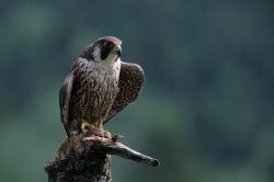 Wanderfalke mit Nachwuchs. Foto: Michael Göggelmann