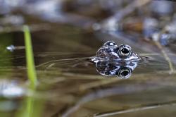 Grasfrosch. Foto: Steffen Krieger