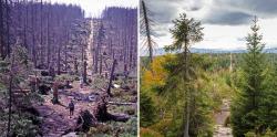 Waldentwicklung am Lusen: Die linke Aufnahme ist 25 Jahre alt, das linke Bild zeigt die aktuelle Situation. Fotos: Archiv (links)/Stefan Sempert (rechts)