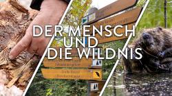 Das Wildtier- und Borkenkäfermanagement wird im Podcast genau unter die Lupe genommen. Grafik: Nationalpark Bayerischer Wald