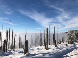 Winterliche Totholz-Fläche im Nationalpark Bayerischer Wald. Foto: Thomas Drexler