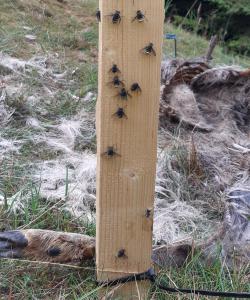 Mit Fliegentöterpilzen befallene Fliegen. Foto: Nationalparkverwaltung Harz