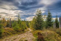 Herbstwald unterhalb des Lusens.Foto: Stefan Sempert