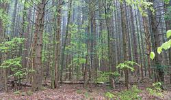 Zwei Flächen mit befallsfähigen Fichten im Alter von zirka 60 bis 80 Jahren wurden in die Managementzone aufgenommen. (Foto: Nationalpark Bayerischer Wald)