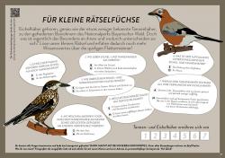Rätselspaß rund um Tannen- und Eichelhäher. Illustrationen: Bärbel Sagmeister / Grafik: Annemarie Schmeller