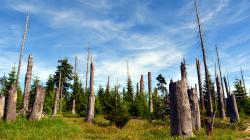 Wälder ohne Bewirtschaftung - wie im Nationalpark Bayerischer Wald - sind nicht stärker von Störungen durch Wind, Borkenkäfer und Dürre betroffen, wie die Ergebnisse einer Studie der TU München zeigen. (Foto: Thies Hinrichsen/Nationalpark Bayerischer Wald)