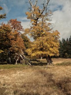 Herbststimmung am Albrechtschachten. Foto: Michael Pscheidl