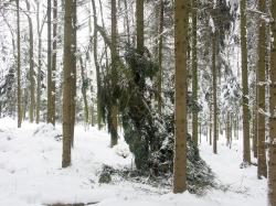 Typischer Schneebruch an einer Fichte. (Foto: Michael Streckfuß, LWF)