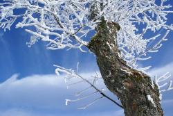 Alte, knorrige Schachtenbäume, die einst als Schattenspender gepflanzt worden, bieten im Winter einzigartige Fotomotive. (Foto: Franz Leibl)