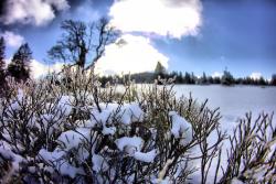 Am strauchigen Bewuchs der ehemaligen Hochweiden sammeln sich im Winter oft filigrane Eiskristalle. (Foto: Michael Pscheidl)