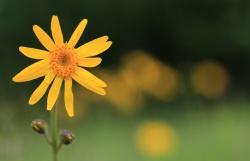 Zu den vielen seltenen Pflanzen, die sich auf dem Ruckowitzschachten besonders wohl fühlen, gehören auch ein paar besonders farbige Exemplare, wie die Arnika. Foto: Julia Piser